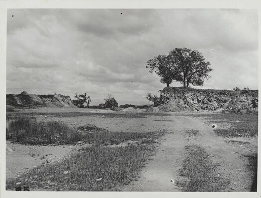 Kurrajong tree on Kurrajong Hill