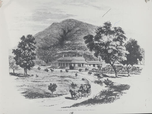 Early view of Lanyon Homestead showing young trees and a horse and carriage in the foreground
