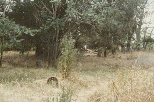 The Rivers property, showing long grass and clumps of trees.