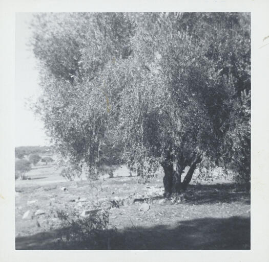 Walnut trees at Weetangera, Belconnen
