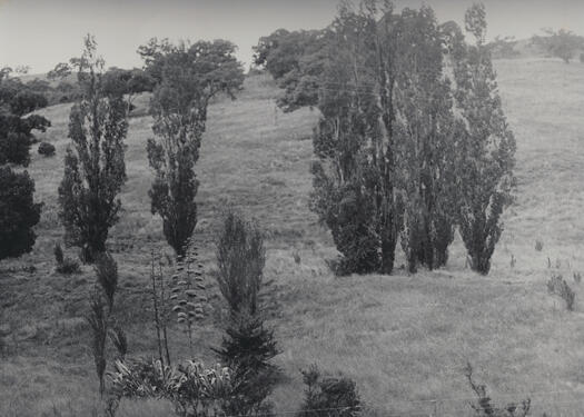 Skinner's Paddock, Tuggeranong, east of the Monaro Highway near Tuggeranong Creek.