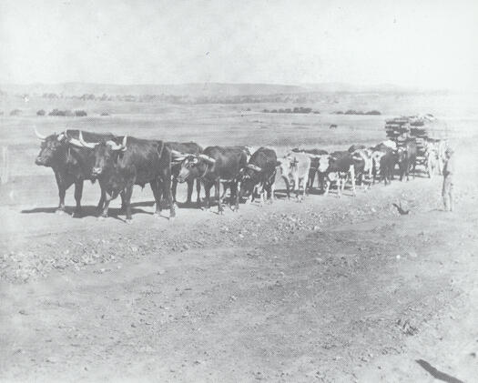 Bullock team