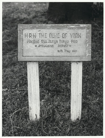 Sign commemorating the planting of a Bunya pine