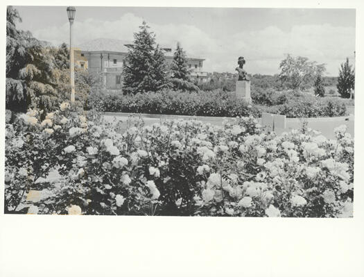 Albert Hall rose gardens facing towards Commonwealth Avenue. Also shows Bertram Mackennal's statue of Bellona (the goddess of War).