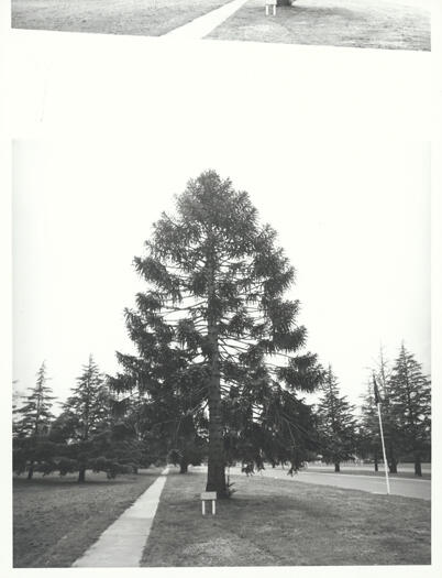 Bunya Bunya pine, planted by the Duke of York on 10 May 1927, on the corner of Kings Avenue and State Circle.