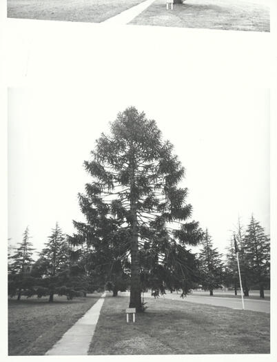 Bunya Bunya pine