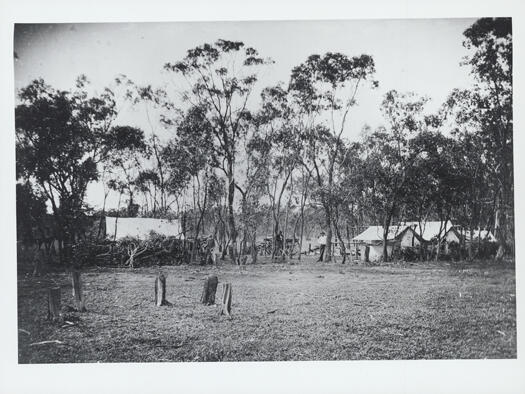 Percy Sheaffe at the government survey camp showing tents pitched amongst the trees.
