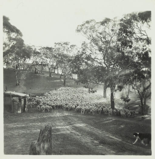 Mob of sheep at Molonglo or Cotter River