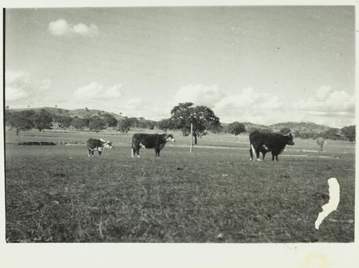 A view across the open paddocks of Yarralumla showing three cattle in the foreground, trees around the paddock and a windmill in the right middle distance.