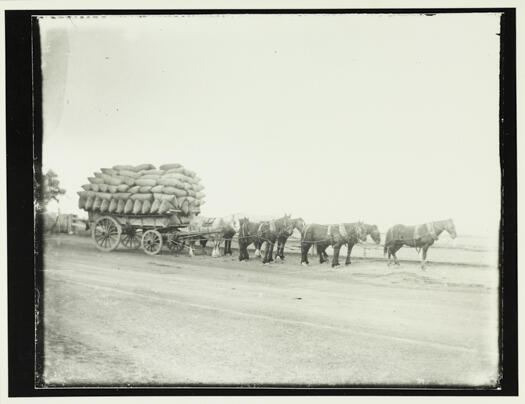 Team of seven horses pulling a wagon loaded with bags near the \"Pines\", Ginninderra