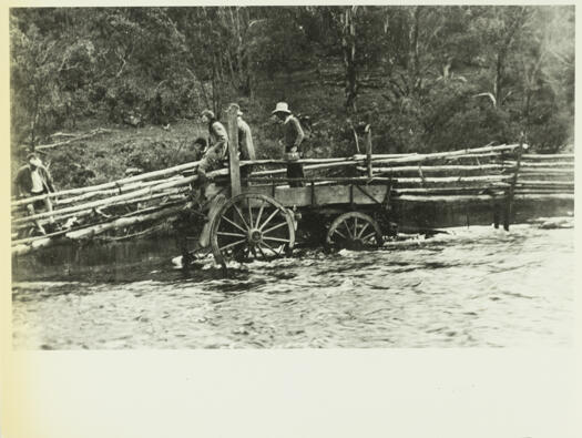 Sheep mob on bridge over Goodradigbee River