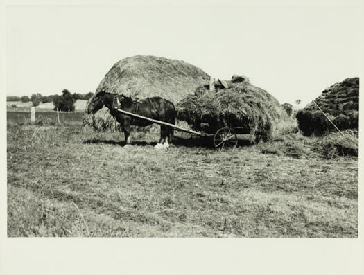 Two haystacks with a horse and dray loaded with hay ready to be stacked i the Ginninderra area in the 1930s