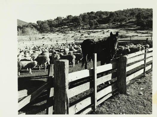 A sheepyard at 'Top Naas' in the Naas Valley. The yard is full of sheep with a horse and saddle tied to a railing at the yard.