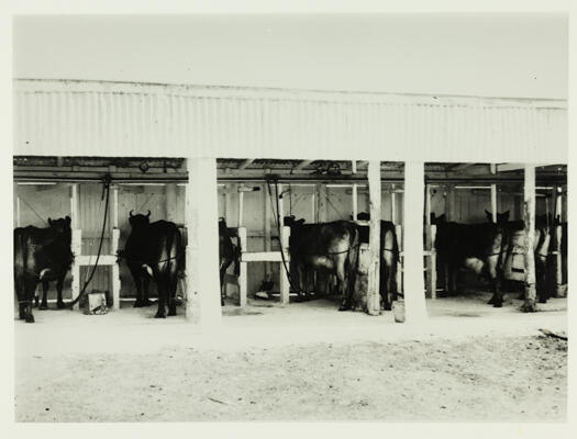 Cows in the stalls ready to be milked. Milking machines are visible, so milking wasn't done by hand.