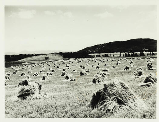 Flats in front of Parliament House. Photo shows hay in small stacks.