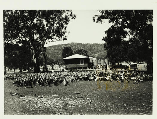Shows a large flock of either ducks or chickens with a house in the background. A small girl can be seen to the right and a woman is holding a small child. The house has five water tanks.
