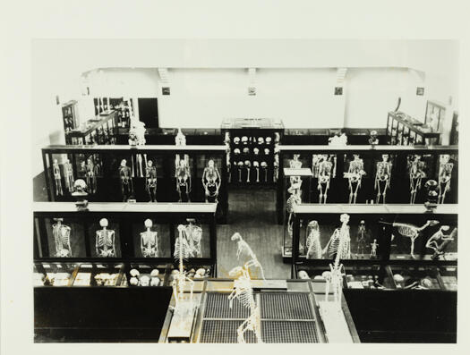 Interior view of the Institute of Anatomy showing some of the exhibits