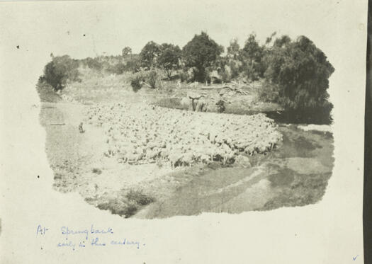 A flock of sheep at Springbank, property of the Sullivan's