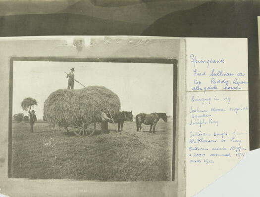 Fred Sullivan and Paddy Ryan at Springbank. Sullivan is on top of a load of hay and Ryan is standing beside the horses. An unidentified man is helping load the hay.