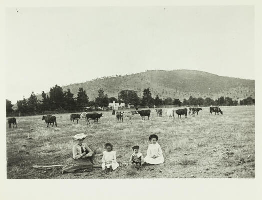 Nancy Pooley, Una and Aubrey Sullivan, Alice Maguire all sitting in an open paddock with 16 head of cattle in the background.