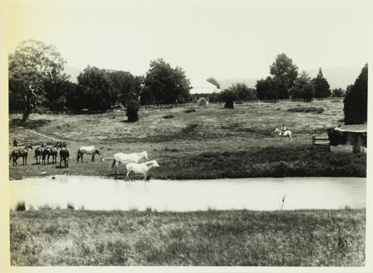 View towards Lanyon station in the distance. Nearby there is a stream with seven horses looking towards a person on a horse to the right of the photo.