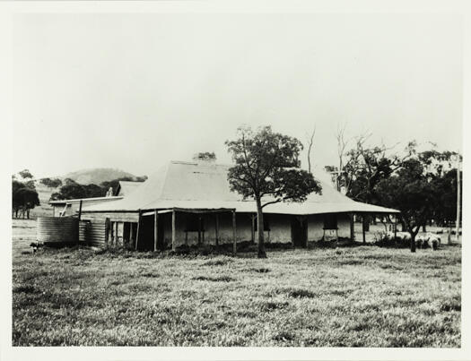 View of Rose Cottage. About a dozen sheep can be seen grazing in front of the cottage.