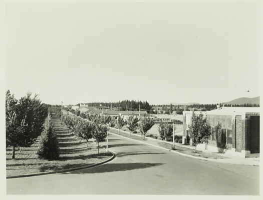 An early view of Mort Street, Civic. The YWCA building is on the right hand side.