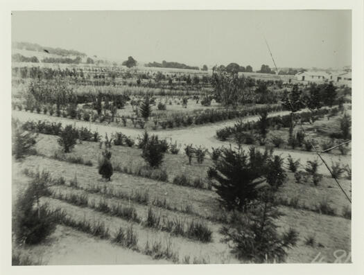 Early nursery at Acton