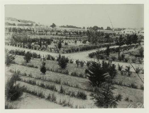 Early nursery