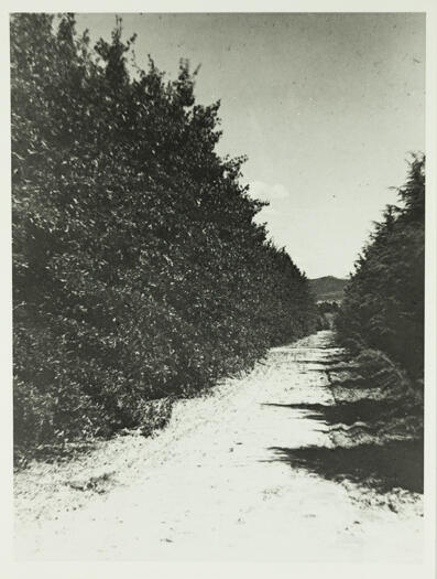 Acton Nursery showing two rows of trees approximately 180cm high.