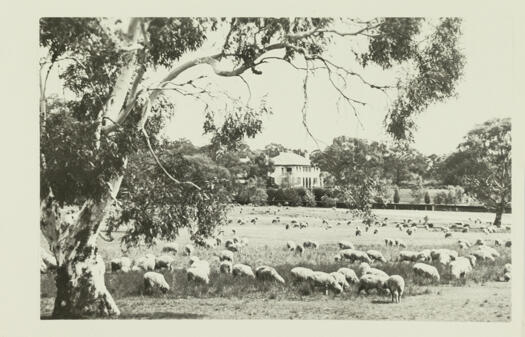 A distant view of the Prime Minister's Lodge with sheep grazing in the foreground.