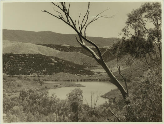 Cotter Dam and pine plantations