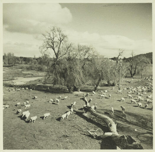 Molonglo River from the Commonwealth Bridge. Very little water is visble in the river but a large number of sheep can be seen grazing.