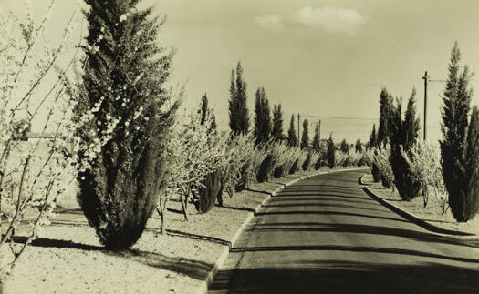 Trees in blossoms along Toms Crescent, Ainslie