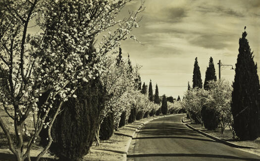 Trees in blossoms along Toms Crescent, Ainslie