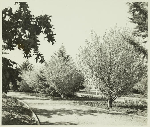 Trees in blossom on the approach to Parliament House