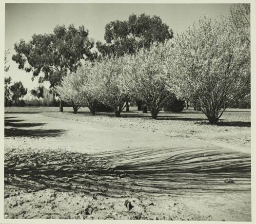 Blossoming trees near Parliament House