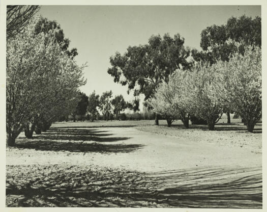 Blossoming trees near Parliament House