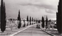 Shows an unnamed residential street in spring