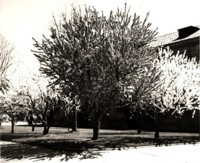 Peach blossoms