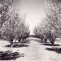 View of Commonwealth Bridge and Commonwealth Avenue showing trees in bloom