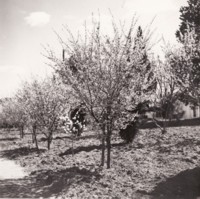 Blossoming trees at Acton Courthouse
