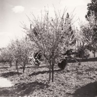 Blossoms at Acton Courthouse