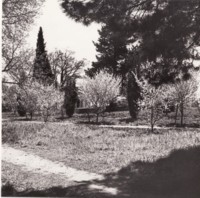 Blossoming trees at Acton Courthouse