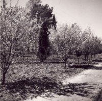 Peach trees in blossom. Unidentified location.