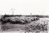 Sheep in yards at Gungahlin. Shows treee stumps in the middle foreground.