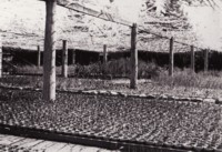 Potting young trees in the Yarralumla Nursery