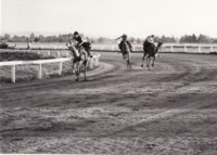 Racing camels at the old racecourse at Acton (to the east of Acton Peninsula). Photo shows three camels being ridden, coming round the turn at the racecourse.