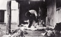 Hand shearing in Canberra