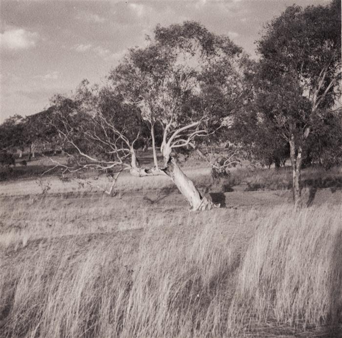 Undeveloped bushland, location unknown